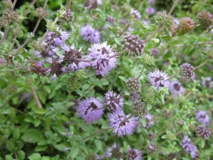 Pennyroyal is a member of the mint family that repels fleas, but is very toxic to cats.  Photo courtesy of gardenology.org via Wiki. - Natural Flea Treatment Cats