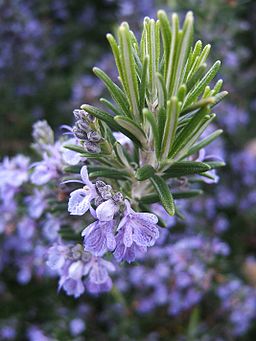 The rosemary herb is lovely and helpful to people while repelling fleas for your cats in the garden!  Be SURE to plant the HERB form of this plant! - Natural Flea Treatment Cats