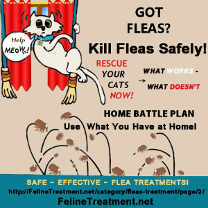 Fleas Treatment can be safe. Natural flea remedies that work! - Flea Treatment For Cats