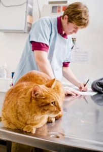Proper feline treatment includes regular observation of your cat and follow up vet care when needed for cat illness symptoms observed.