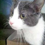 An Abuse of  Euthanasia  – Shelter Euthanizes Bella the Cat – Despite Rescue in Progress