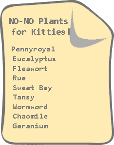 Plants that are toxic to cats are many.  Choose Flea Repellant Garden Plants with Care!